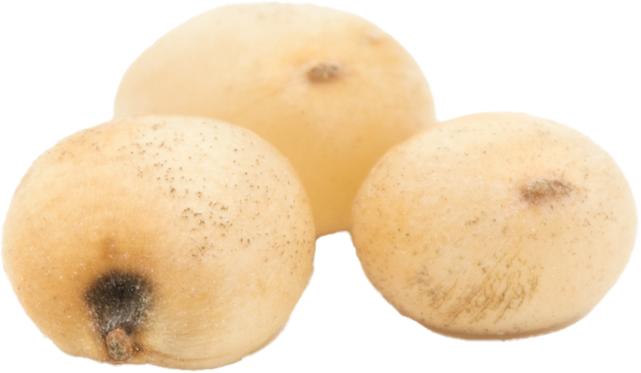Seed
